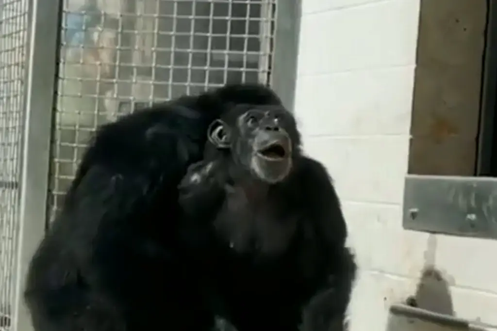 Así reacciona chimpancé al ver por primera vez el cielo tras años en