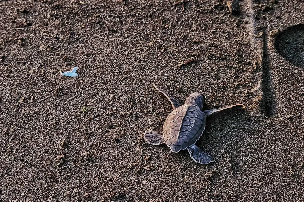 Liberan Cr As De Tortuga Marina En Nautla Veracruz Xeu Noticias Veracruz