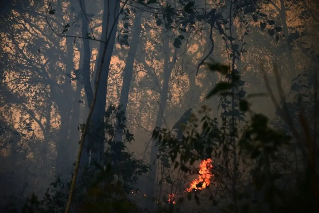 Incendios forestales afectan más de 6 mil 600 hectáreas en Veracruz