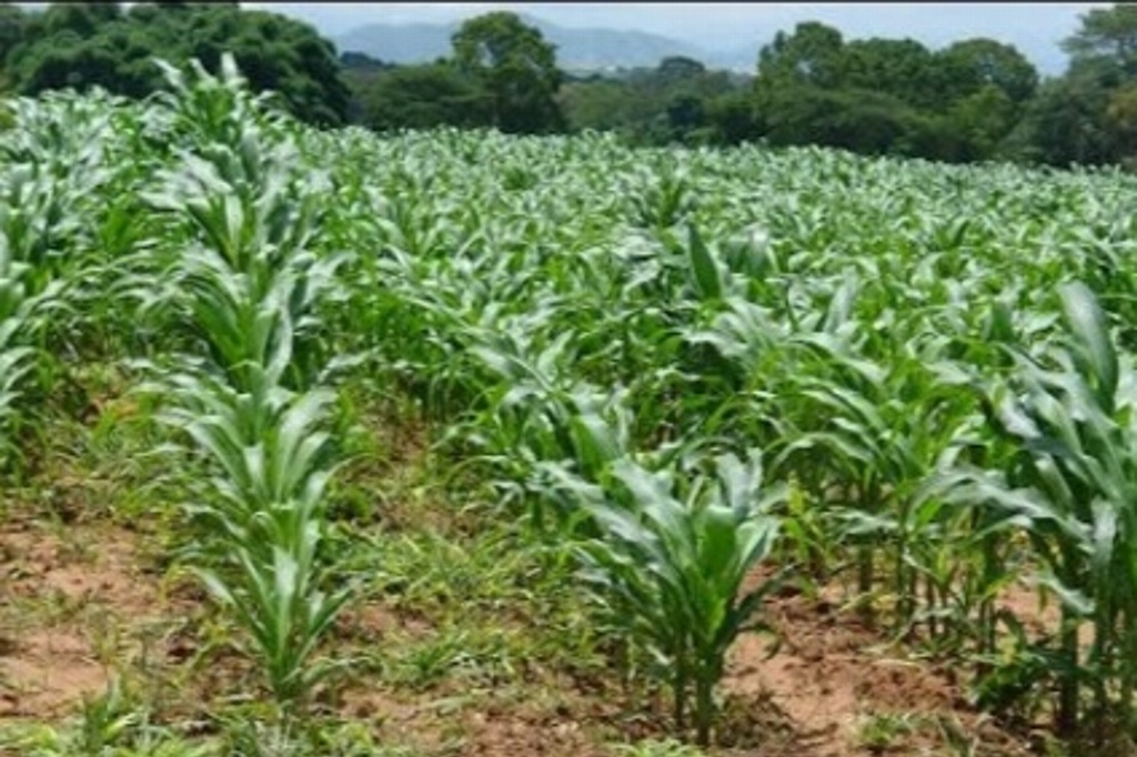 Imagen Productores de maíz se verán beneficiados si EU abandona el TLCAN 