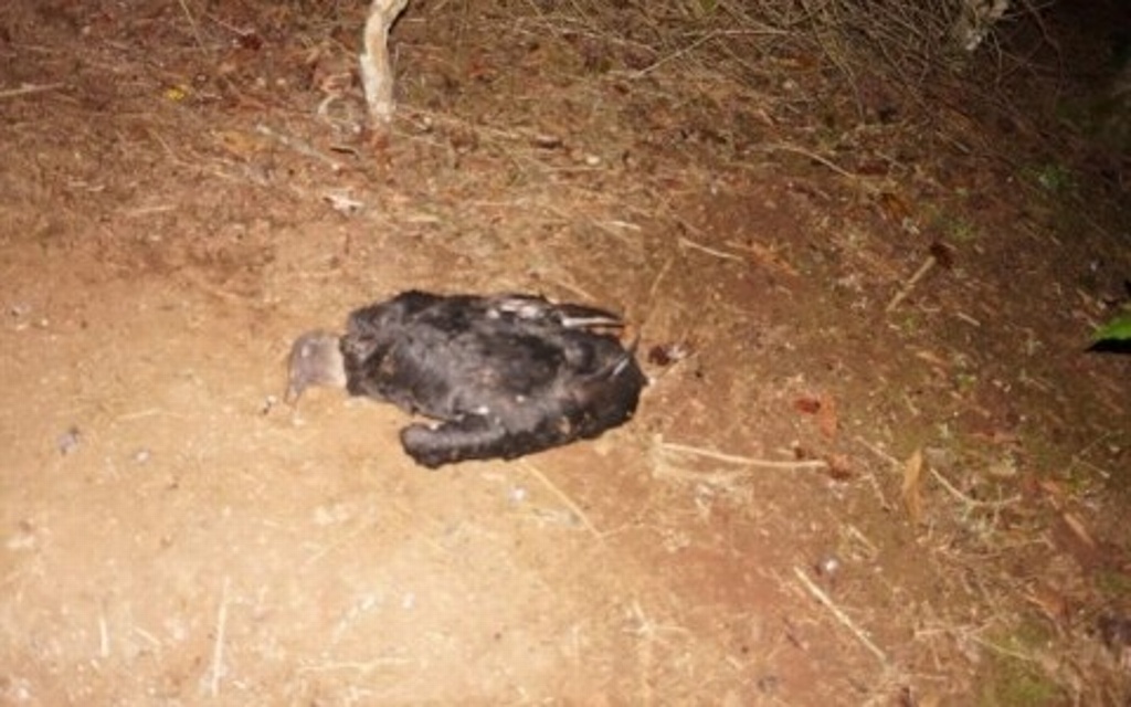 Imagen Fiscalía investiga muerte de animales en Huatusco