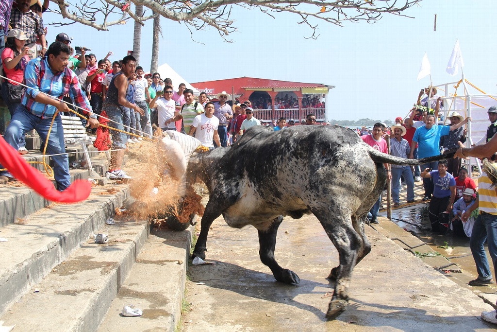 Imagen Anuncian severas sanciones a quienes lesionen a los toros en las fiestas de Tlacotalpan