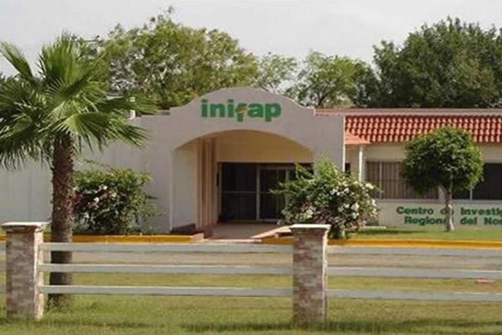 Imagen Cultivo de frijol, un área de oportunidad de negocio: Inifap