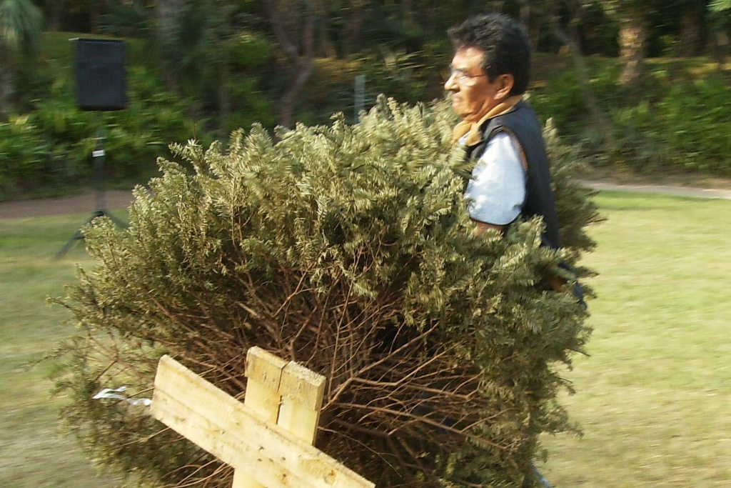 Imagen Se espera reciclaje de 15% de árboles de Navidad: Semarnat