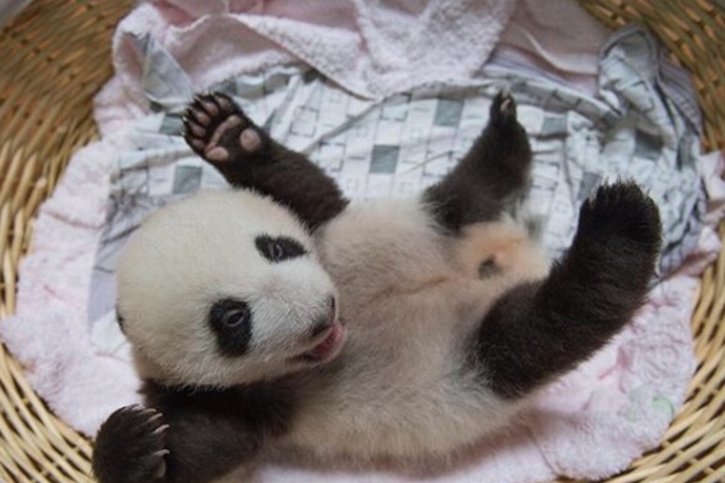 Imagen Crían con éxito a pandas en cautiverio
