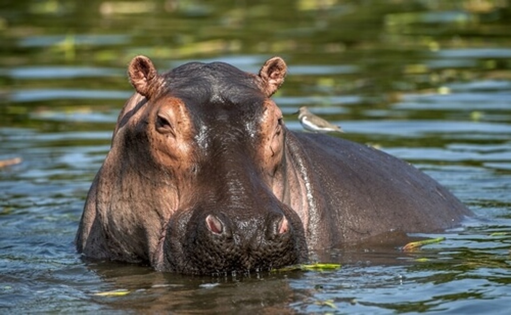 Imagen Piden que hipopótamo hallado en Las Choapas sea trasladado a zoológico 