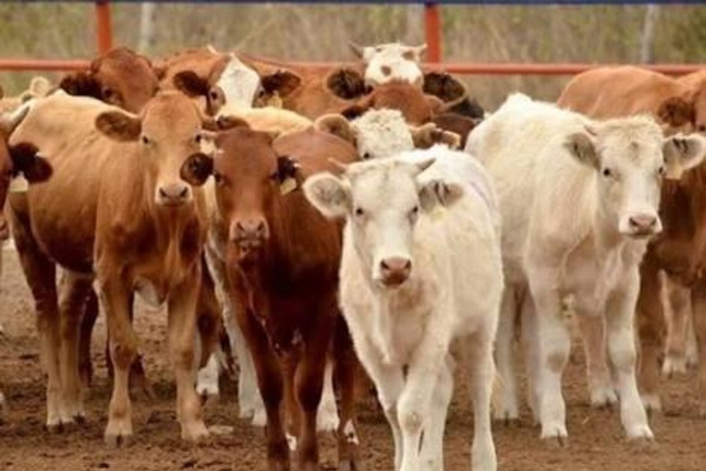 Imagen Crece exportación de ganado mexicano para reproducción en EUA