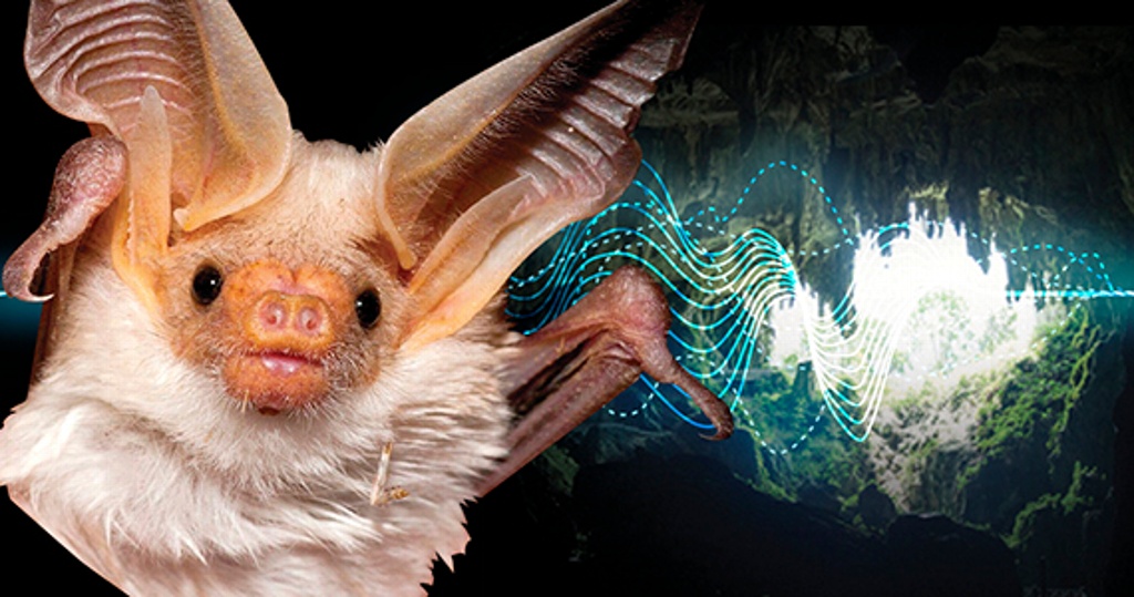 Imagen Especialistas capturan sonidos de murciélagos que habitan en México
