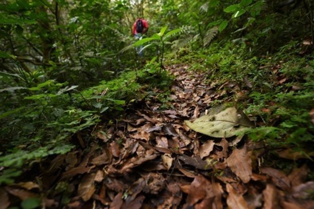 Imagen Denuncian tala en Archipiélago de Selvas y Bosques, en Xalapa 
