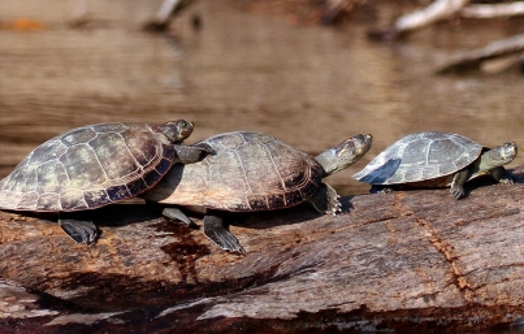 Imagen Rescatan en Colombia 60 tortugas amazónicas