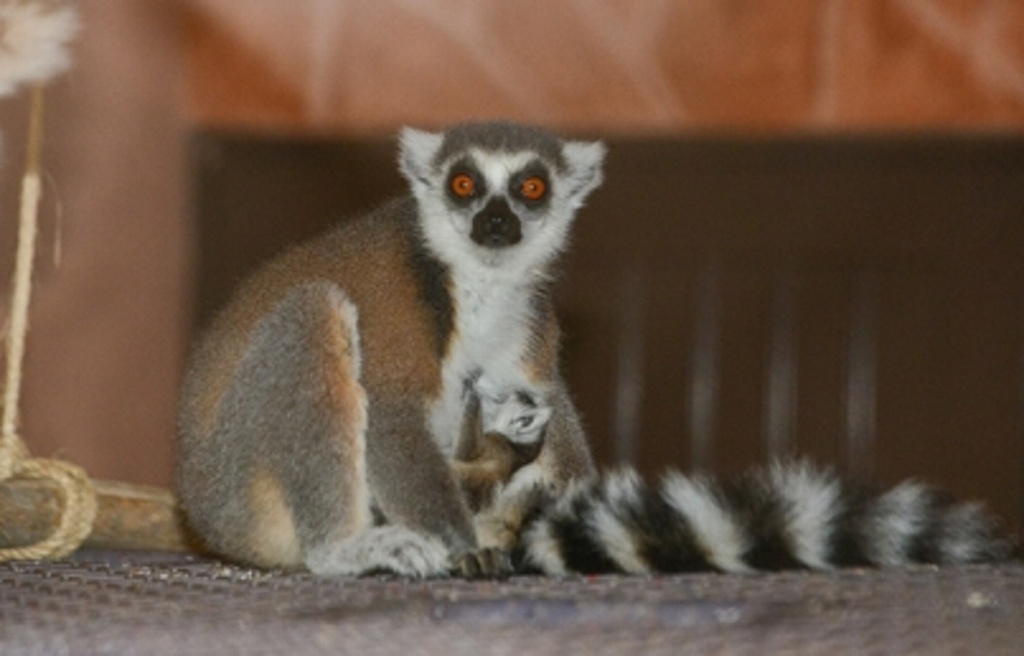 Imagen Nace en Zoológico de Nuevo Laredo un lémur de cola anillada