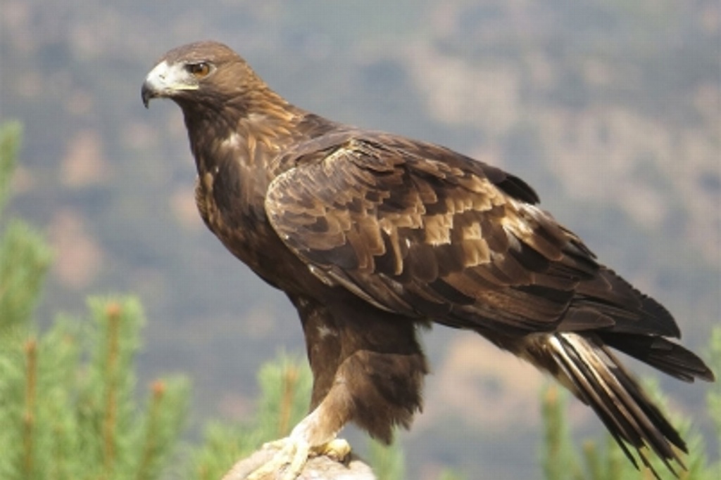 Imagen Liberan a primera Águila Real rehabilitada en Nayarit