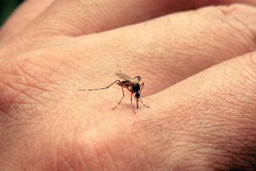 Imagen Revelan que el virus del zika mutó y se hizo más agresivo
