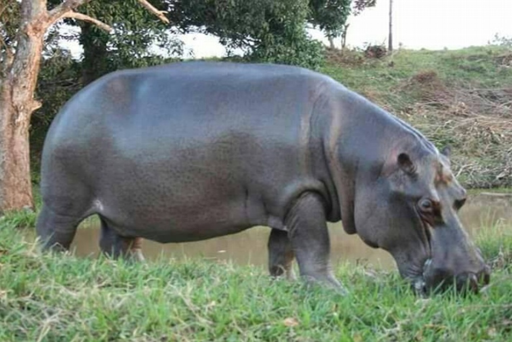 Imagen Piden evitar interacción con Hipopótamo 