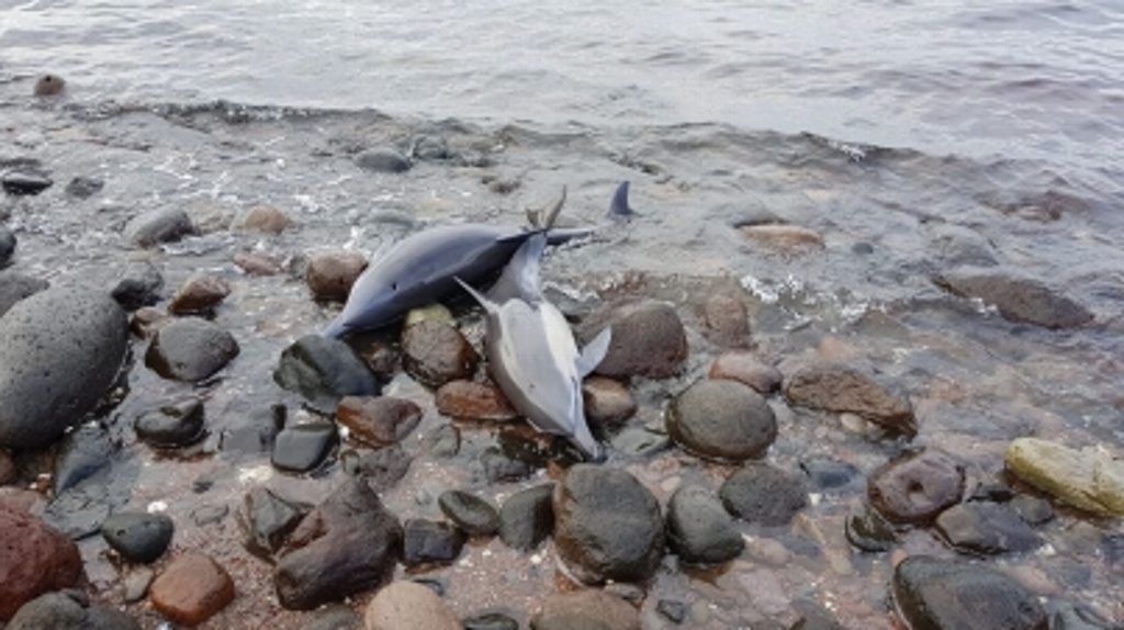 Imagen Esperan nazca delfín en cautiverio en Sonora
