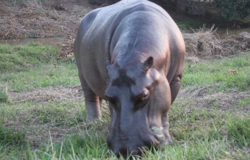 Imagen Hipopótamo Tyson será un atractivo más del zoológico de Orizaba: Alcalde