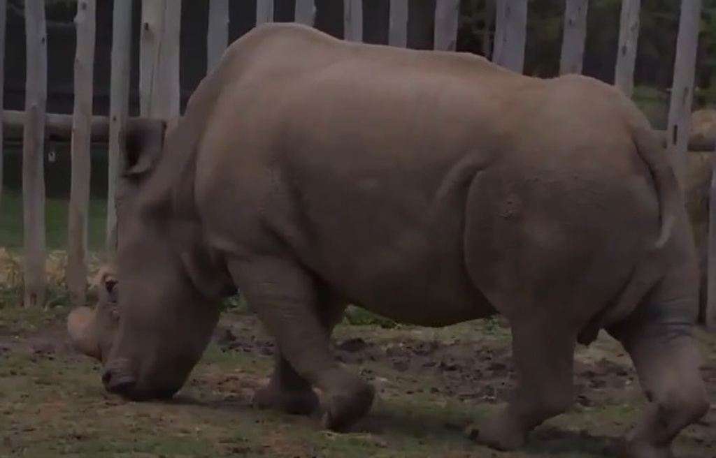 Imagen Muere el último rinoceronte blanco macho en Kenia