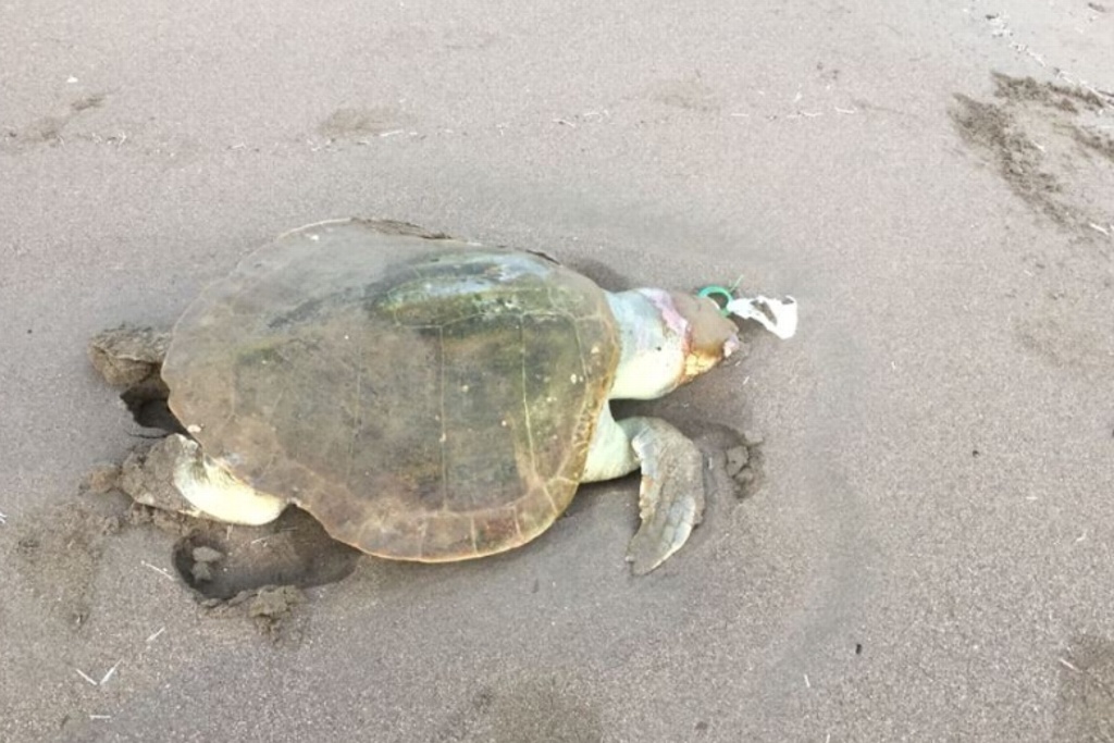 Imagen Encuentran dos tortugas muertas en playas de Coatzacoalcos