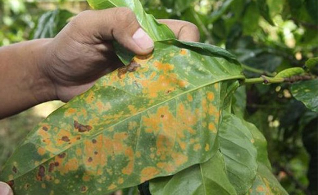 Imagen Teocelo, pionero en la plantación de café oro azteca contra la roya