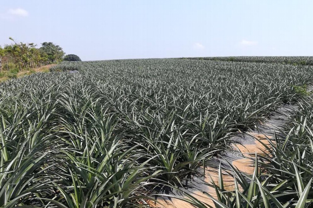 Imagen Producción de piña no es la misma a la de hace unos años: Productores