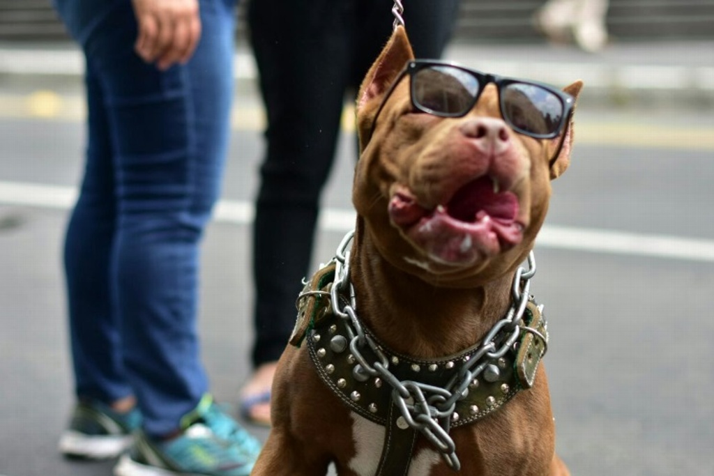 Imagen ¿Por qué los perros Pitbull atacan a personas?