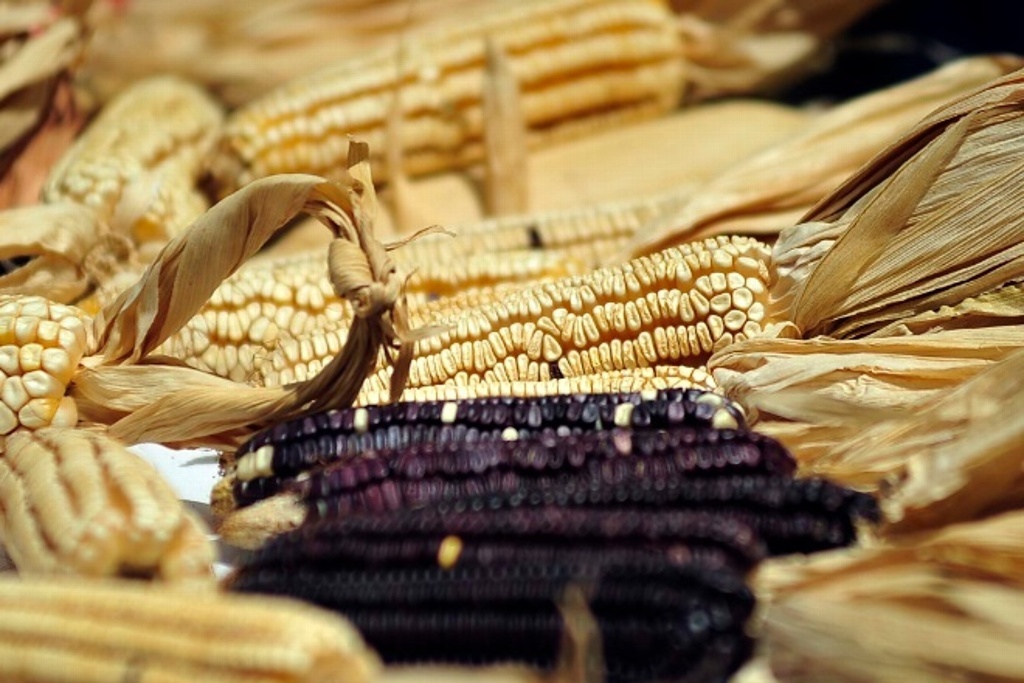 Imagen Productores de maíz exigen eliminar burocracia para obtener apoyos
