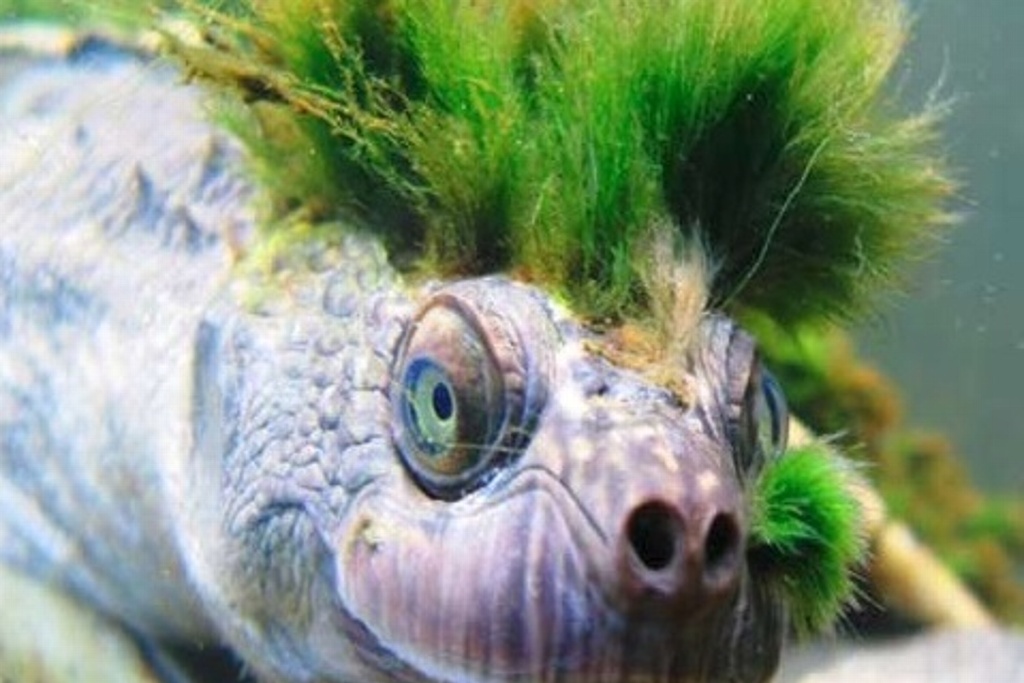 Imagen En peligro de extinción la tortuga punk; entérate por dónde respira