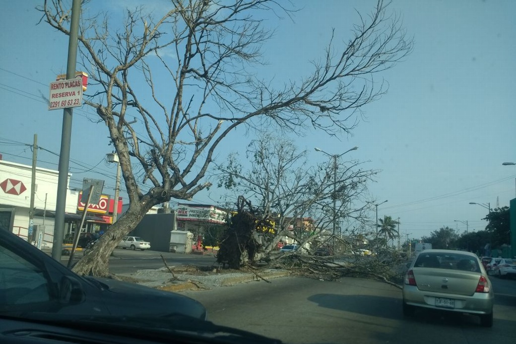 Imagen En Veracruz cae árbol en Díaz Mirón por fuertes rachas de viento (+Fotos)