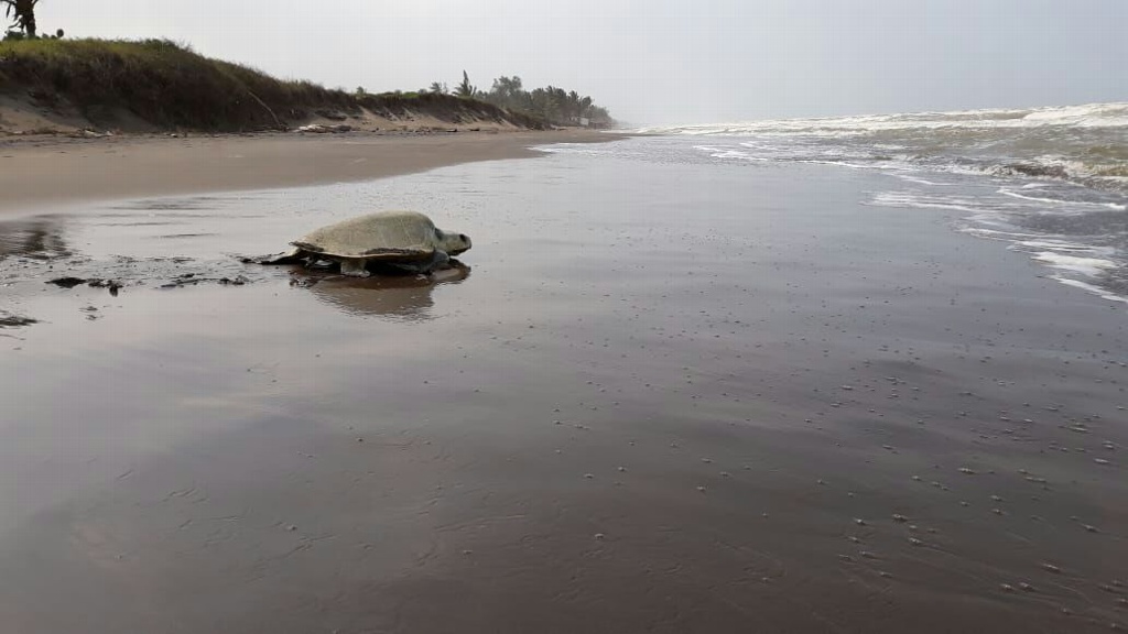 Imagen Rescatan más de 2 mil huevos de tortuga Lora en costas del norte de Veracruz 