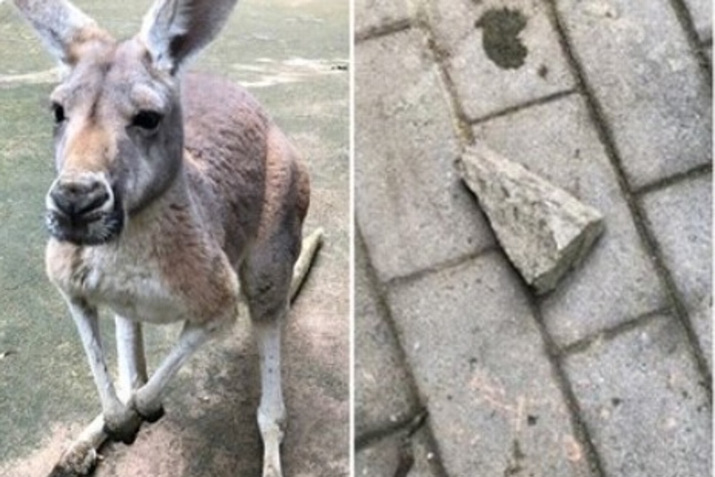 Imagen Muere canguro en China tras ser apedreado por visitantes del zoo  