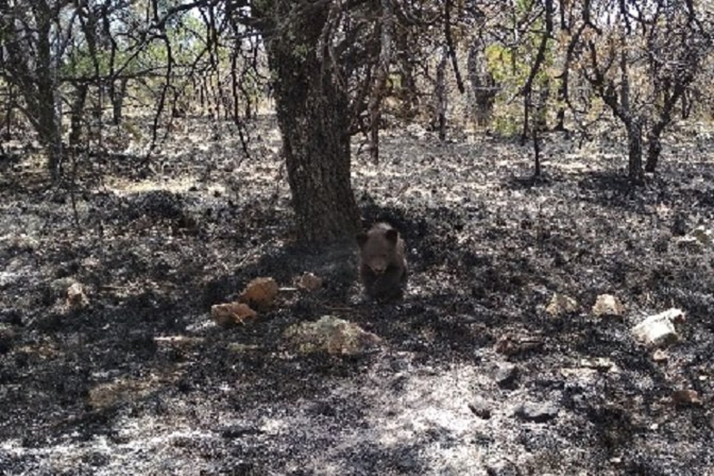 Imagen Profepa rescata a oso negro en medio de incendio forestal en Chihuahua (+fotos)