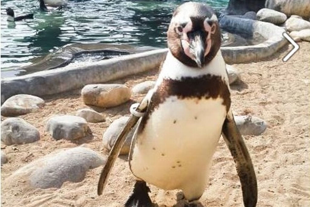 Imagen Hoy es el Día Mundial del Pingüino