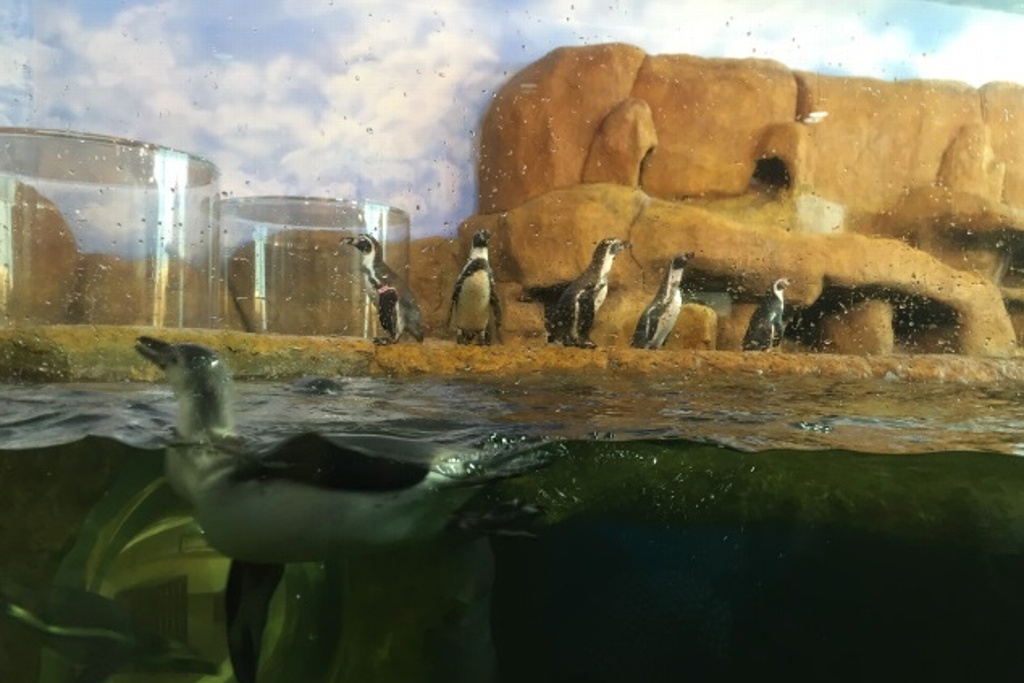 Imagen Ya hay 26 pingüinos en el Acuario de Veracruz