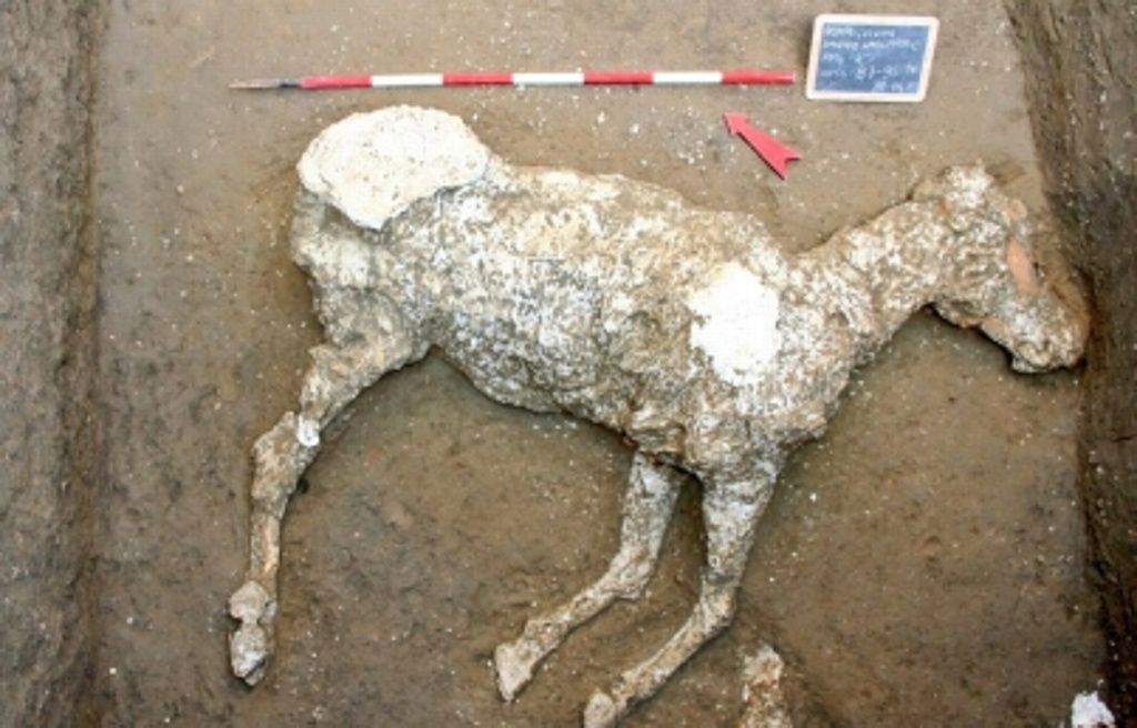Imagen Encuentran restos de un caballo en ruinas de Pompeya