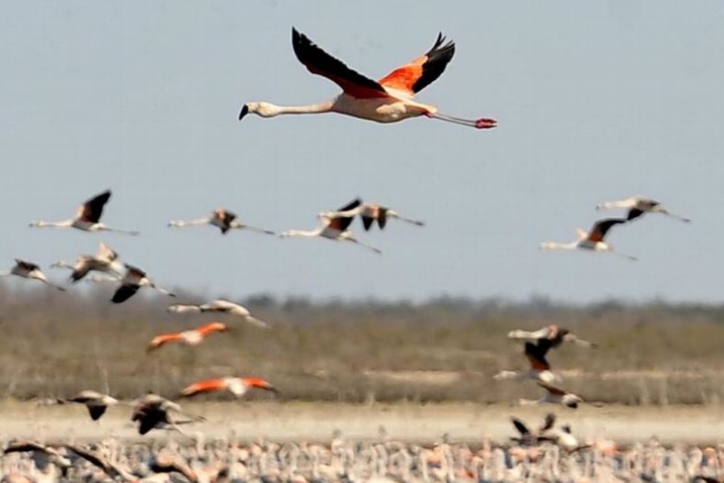 Imagen Envenenamiento por plomo, una de las amenazas para las aves migratorias
