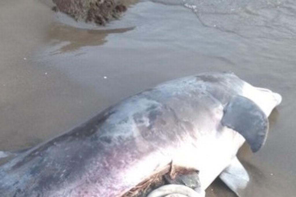 Imagen Encuentran otro delfín muerto en Alvarado, Veracruz