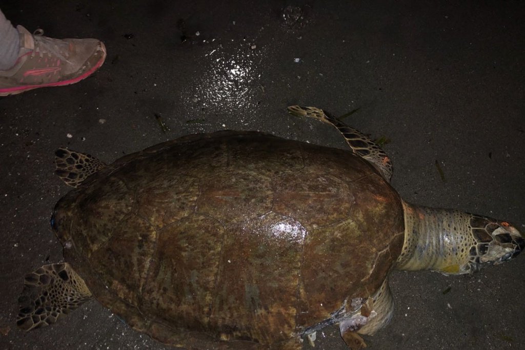 Imagen Encuentran tortuga muerta en playa de Veracruz