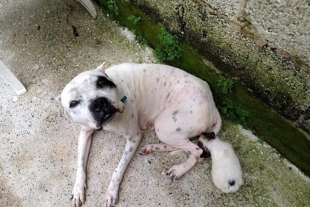 Imagen  Rescatan a perra pitbull que era abusada sexualmente, en Veracruz