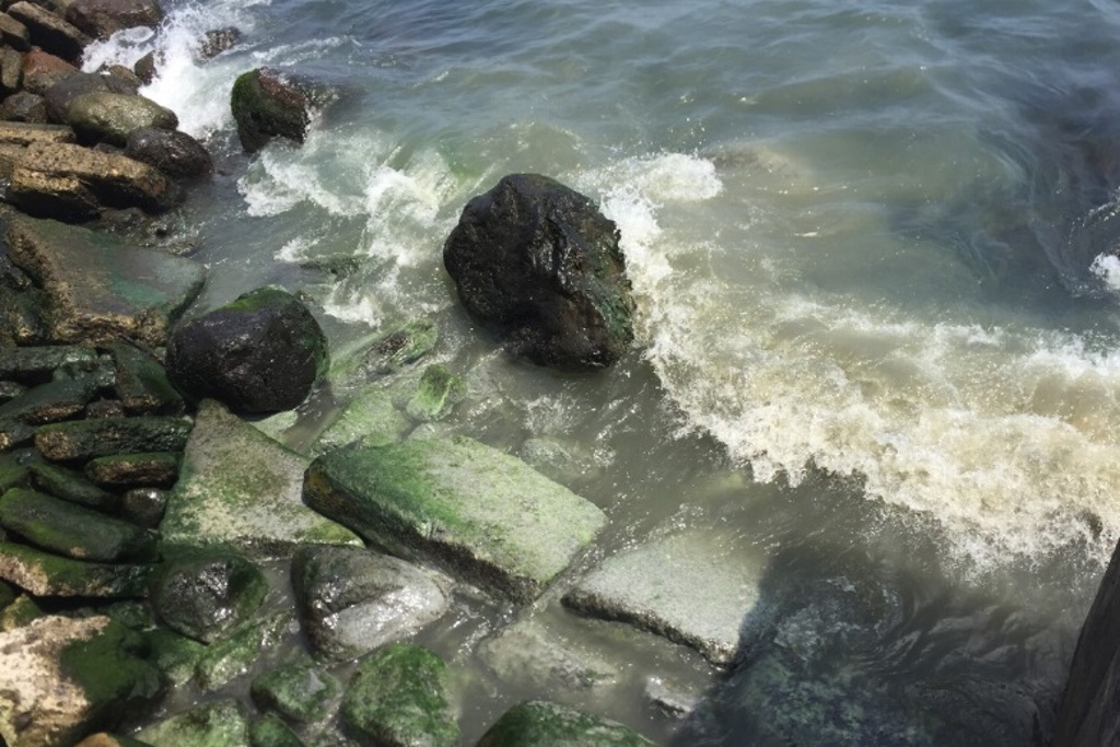 Imagen Hallan investigadores altos niveles de contaminación fecal en mar de Veracruz (+video)