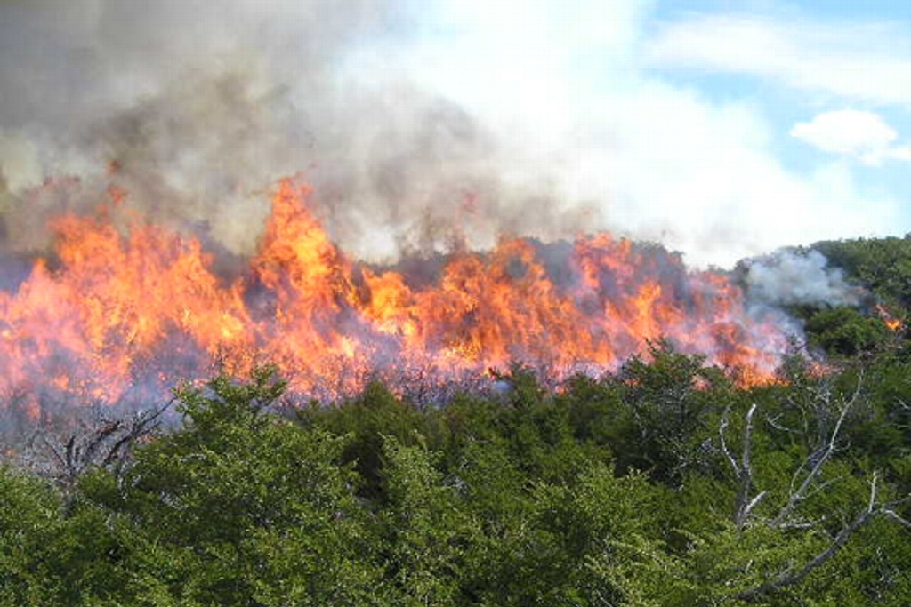 Imagen Reporta Conafor disminución de incendios forestales en Veracruz