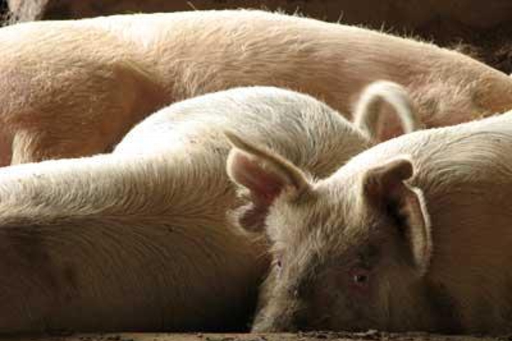 Imagen Hallan nuevo virus en cerdos que amenaza potencialmente a humanos