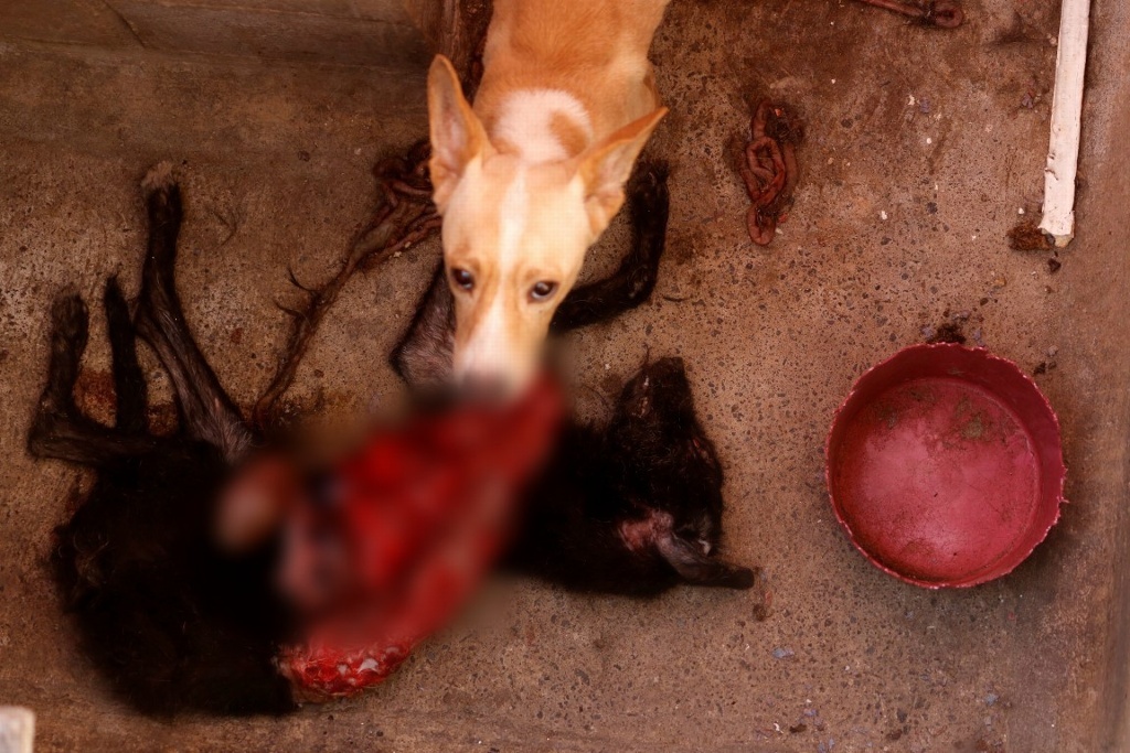 Imagen Caso de canibalismo entre perros en Veracruz no fue castigado, acusa asociación