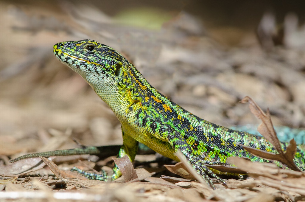 Imagen Tráfico ilegal pone en peligro de extinción a lagartijas mexicanas