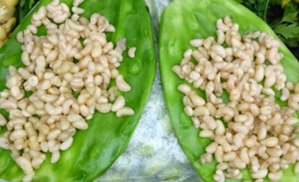 Imagen Conoce cuántas especies de insectos comestibles hay en México