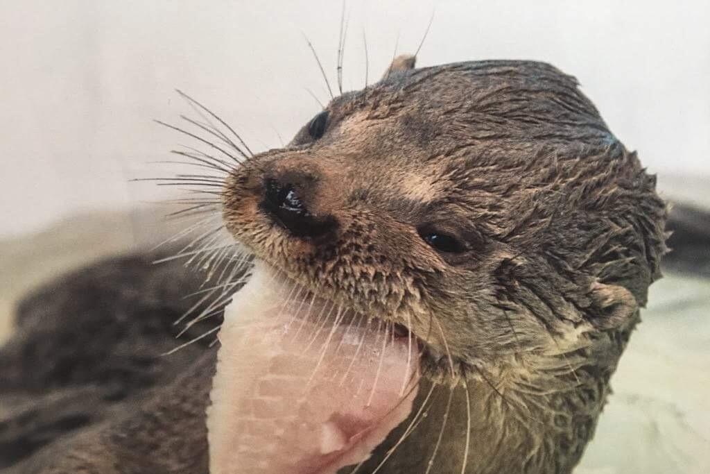 Imagen La Nutria, una especie que está amenazada, asegura biólogo 