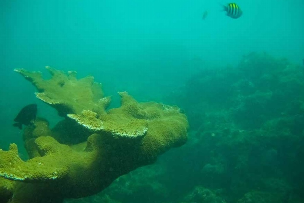 Imagen Emiten aviso para declarar Área Natural Protegida arrecifes de Los Tuxtlas, en Veracruz