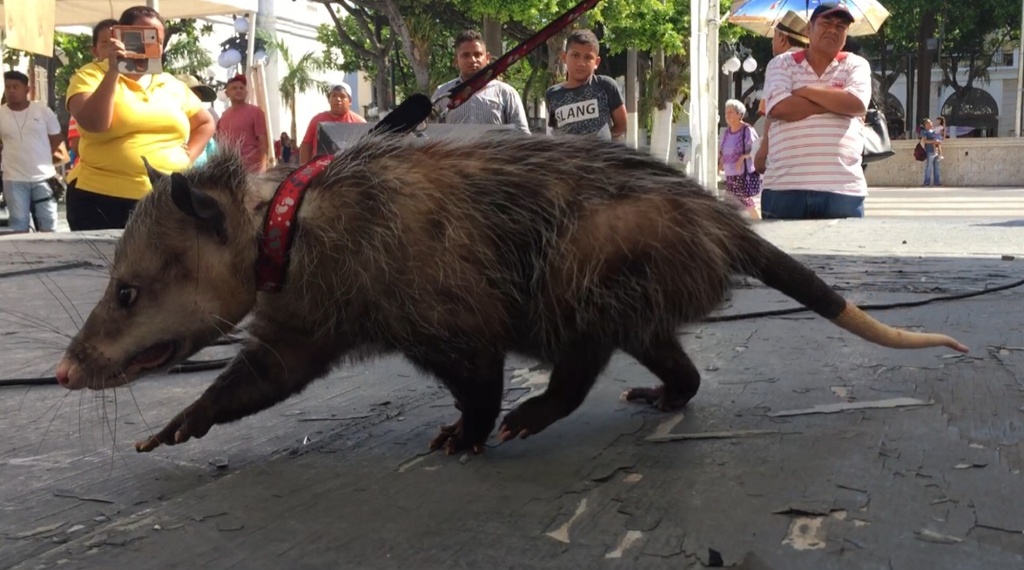 Imagen Conoce más sobre los tlacuaches, no son roedores, ni transmiten rabia, afirma veterinaria