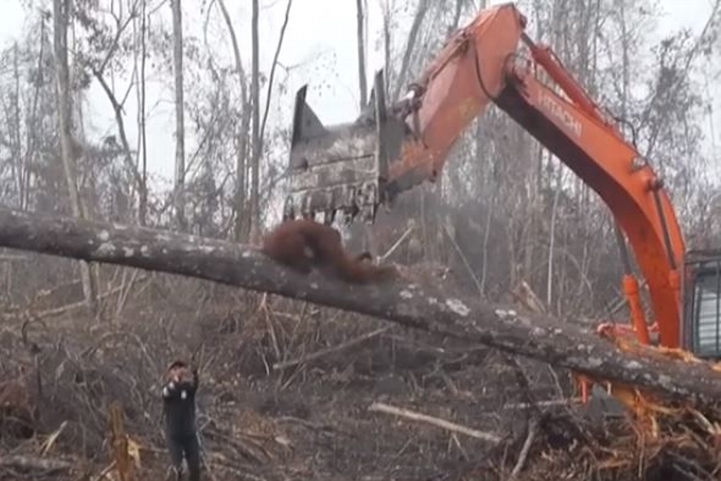Imagen Orangután pelea con excavadora que derribó su hábitat (+video)