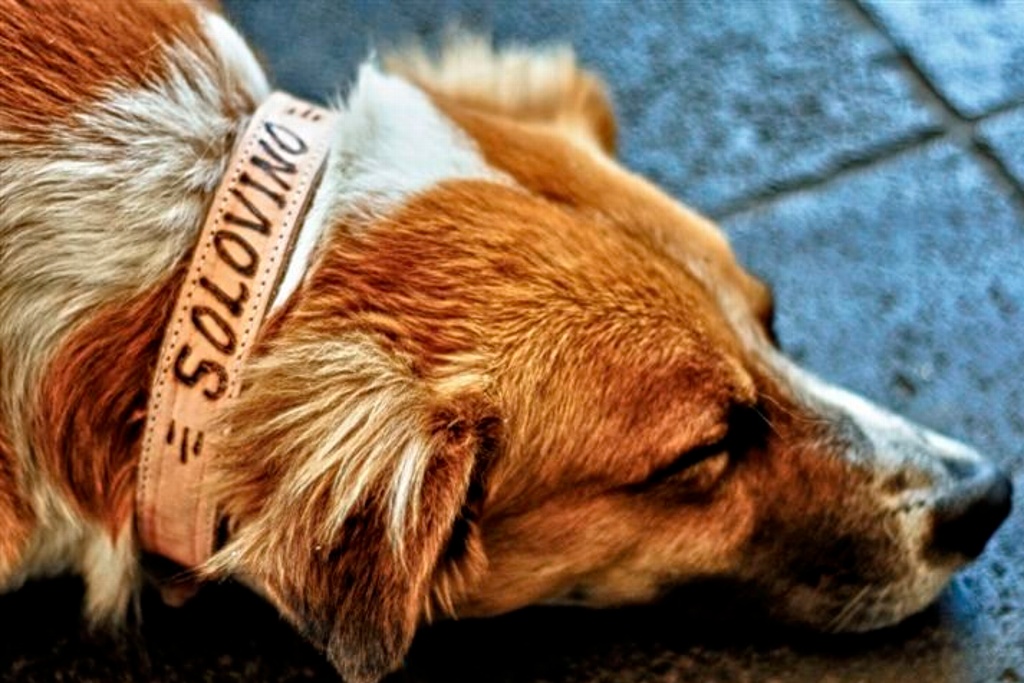 Imagen Animalistas denuncian redadas y sacrificio de perros en Perote