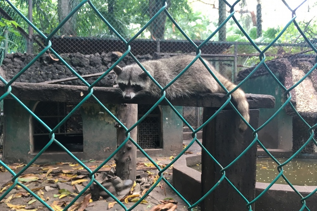 Imagen Afectaciones por falta de mantenimiento y lluvias en el zoológico de Veracruz (+Fotos y Video)